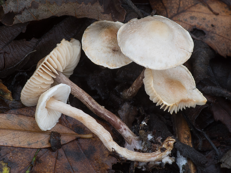 Lepiota apatelia